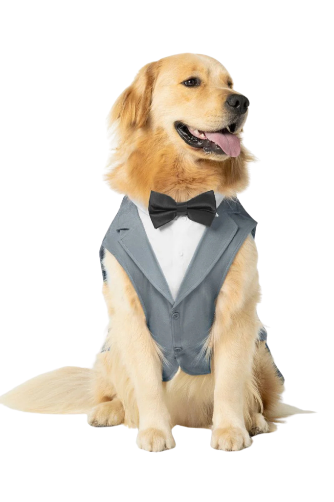 Golden retriever wearing a tuxedo vest from a bridal boutique partnership where couples shop bridal and coordinate designer bridal gowns and formalwear.
